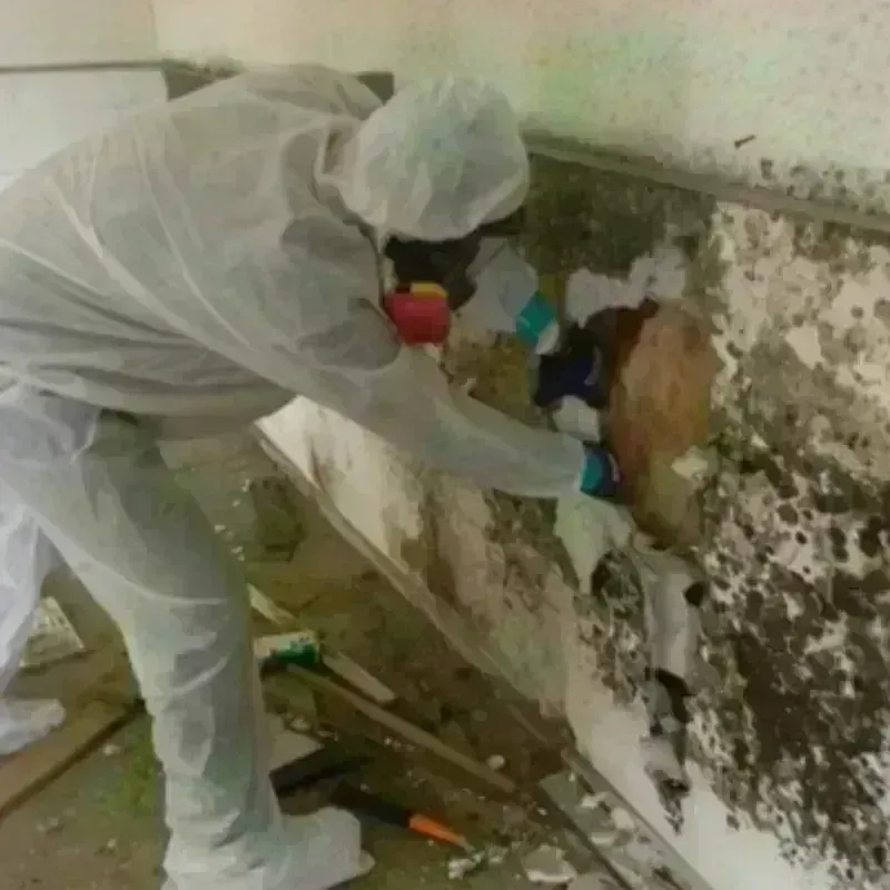 Mold Remediation and Removal in East Wenatchee, WA